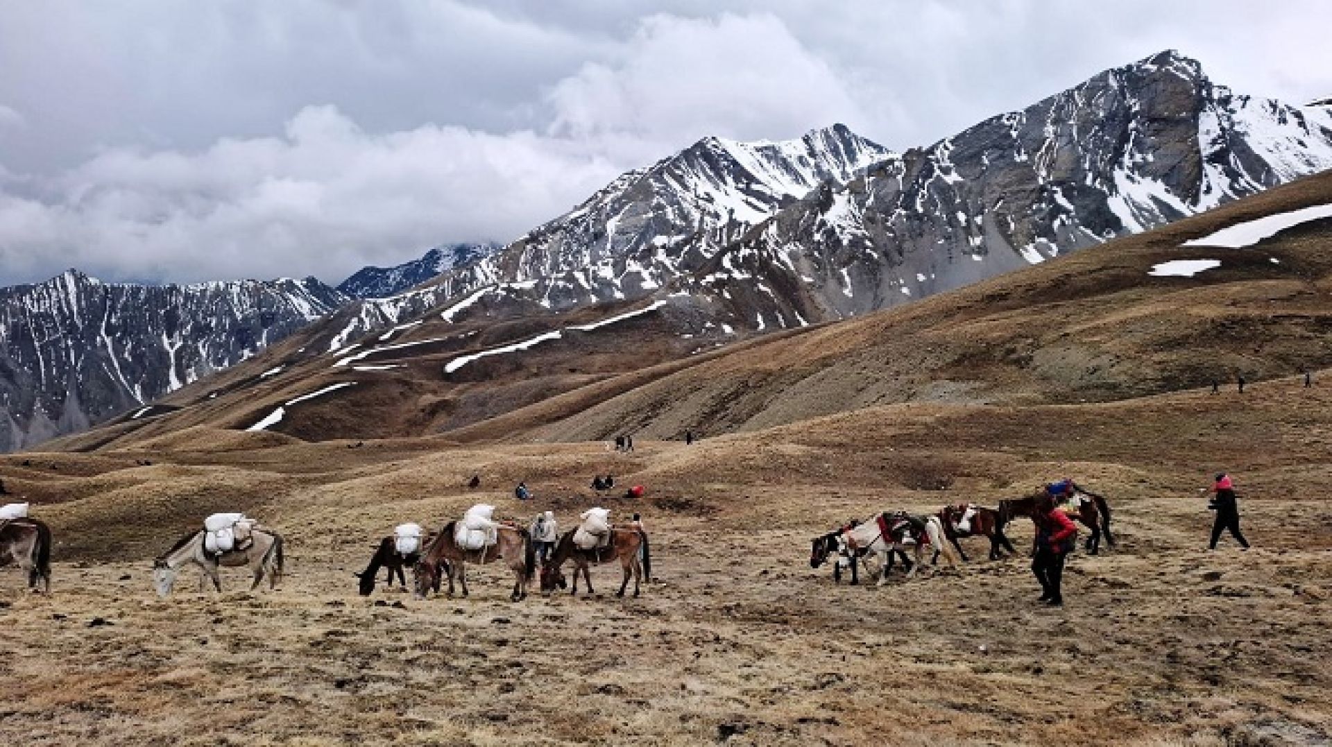 डोल्पाको अर्थतन्त्र धान्ने जडीबुटी : अवसर र सम्भावना धेरै, आम्दानीमा बिचौलियाकै वर्चस्व